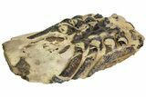 Cretaceous Lobster (Linuparus) Fossil - South Dakota #113197-1